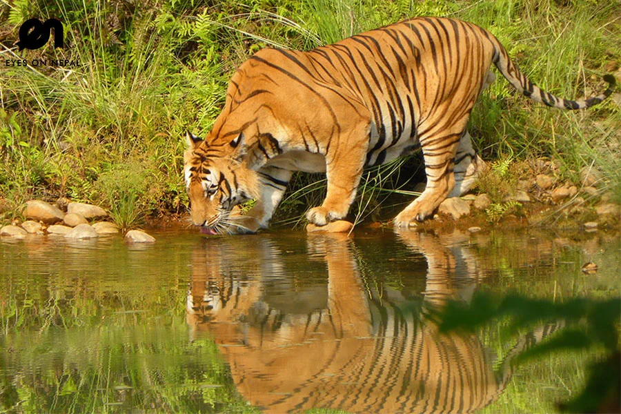 Bardia National Park-2 Nights 3 Days Safari Tour